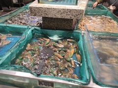 -初色海鲜自助(万丰路店)