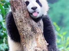-卧龙中华大熊猫苑神树坪基地