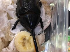 -上海大自然野生昆虫馆(东方明珠·爬宠昆虫探索中心)
