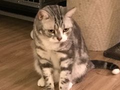 -顽啤猴精酿