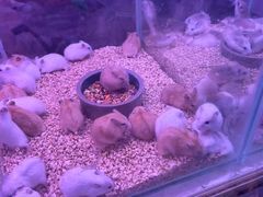-花鸟鱼虫鲜花绿植市场(玉泉路店)