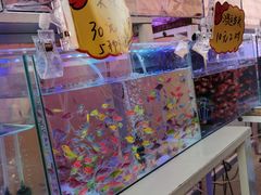 -中环花鸟鱼虫市场