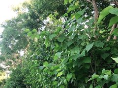 -大兴滨河森林公园