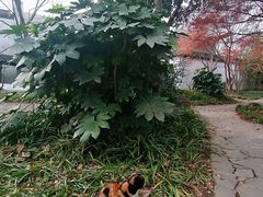 -秋霞圃