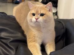 -lincat·猫舍(广州店)