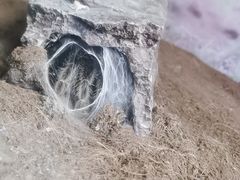 -上海大自然野生昆虫馆(东方明珠·爬宠昆虫探索中心)