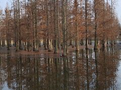 -白鹭湾湿地公园