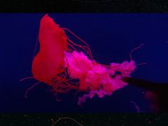 -西安曲江海洋极地公园