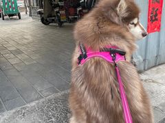-中国农业大学动物医院