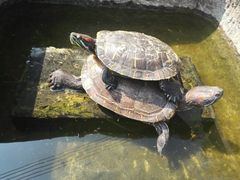 -龙大花卉苗木市场