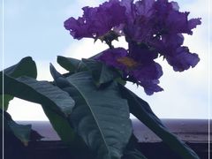 -云溪植物园