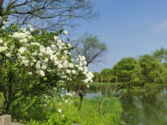 -西溪国家湿地公园