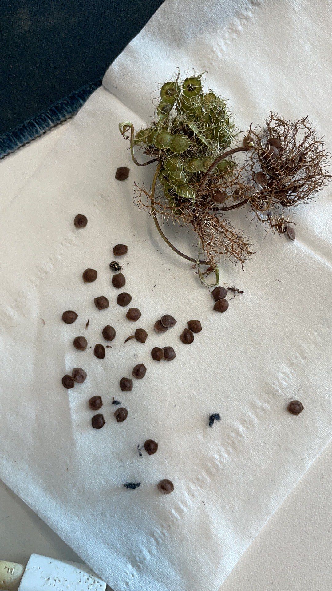 含羞草种子