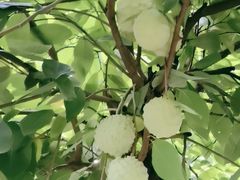 -云溪植物园