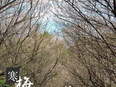 -中山市树木园