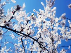 -白水寺森林公园