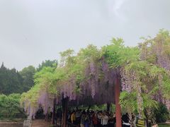 -嘉定紫藤园
