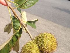 iphone_upload_pic-敬亭山风景名胜区