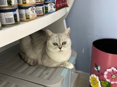 -喵的天空名猫咖啡馆·撸猫·猫舍·用品