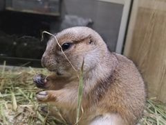 -藦茜花园宠物主题亲子互动体验馆(国顺东路店)