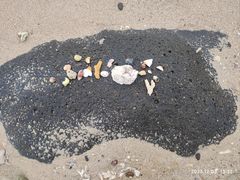 -贝壳沙滩