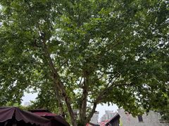 -南塘油赞子(南塘店)