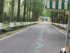 -黄海国家森林公园