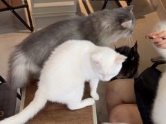 -Heymao猫咖.咖啡厅(东门店)