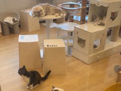 -有喵·猫咖·狗咖·30几只猫10只小狗(岗厦店)