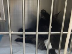 -达爱动物医院·犬猫分区·CT·复杂眼科(远洋山水分院)