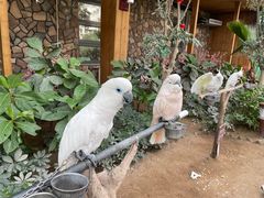 -南宫五洲植物乐园