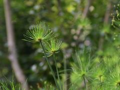 -云溪植物园