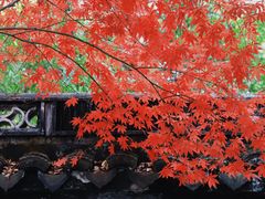 -秋霞圃