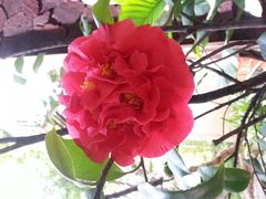 android_upload_pic-新竹里馆·花园餐厅(兴苑路店)