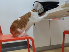 -伟伟宠物医院·瑞派猫友好医院·猫科(光谷店)