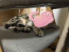 -康乐宝动物医院