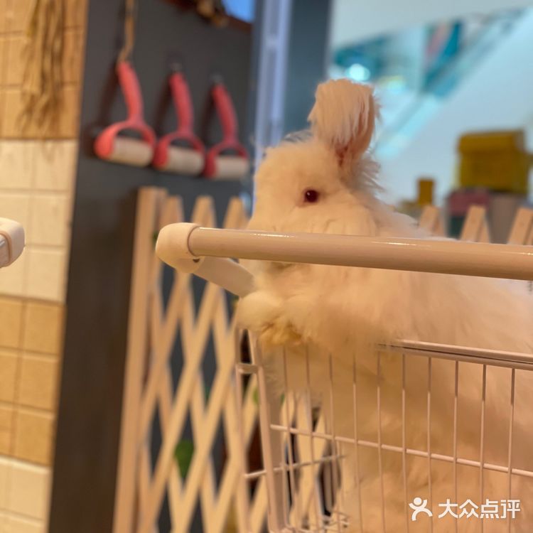 Nice to meet U 安哥拉兔巨兔体验馆