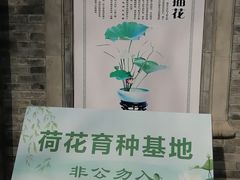 -莲花池公园