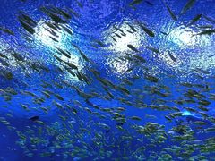 -上海海昌海洋公园