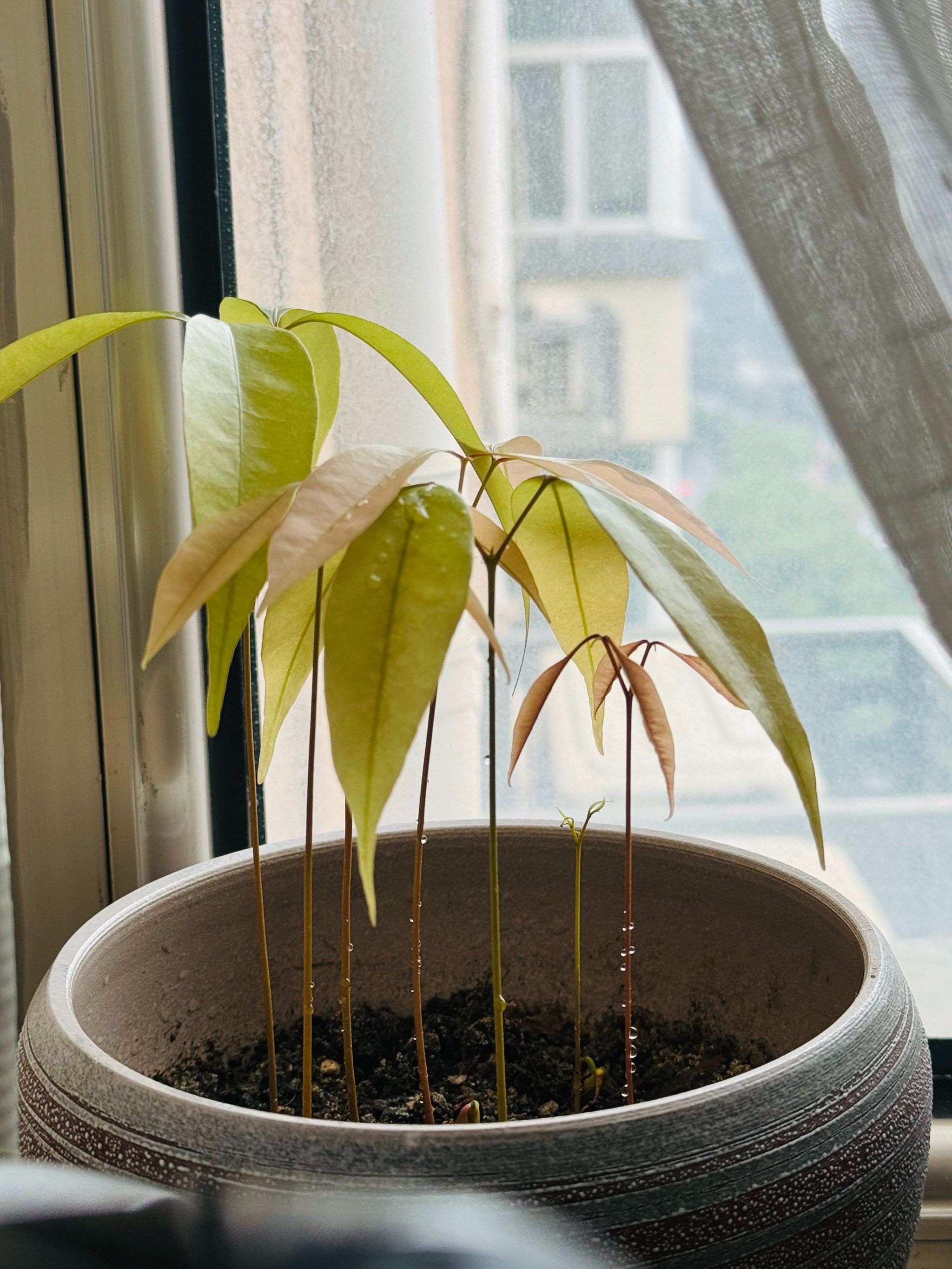 荔枝核发芽🌱初长成