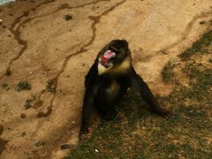 -西霞口神雕山野生动物世界