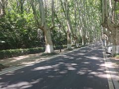 -紫金山山顶公园