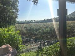 -亚龙湾国际玫瑰谷