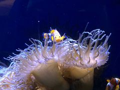 -悉尼海洋生物水族馆