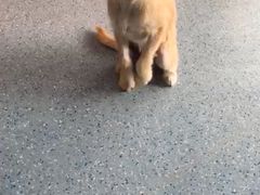 -顺强宠物诊所·狂犬免疫·夜诊·骨科(嘉定店)