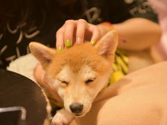 -逗柴咖啡屋·狗咖猫咖宠物桌游