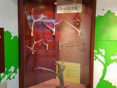 -北京麋鹿生态实验中心