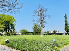 -田园东方蜜桃村的田野营地