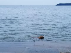 -湖南东洞庭湖国家级自然保护区