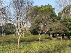 -上海鲜花港